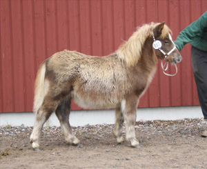 emmeros legolas 2.JPG
