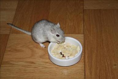 greyagouti.jpg