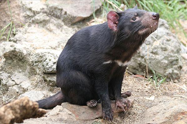 800px-TasmanianDevil_1888.jpg