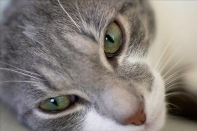 katt2.jpg