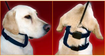 cm-halsband.jpg