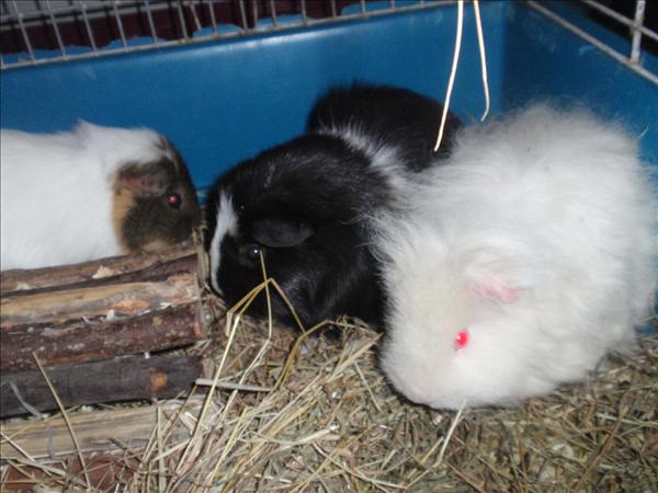 Greta, Ninni och Wilma.