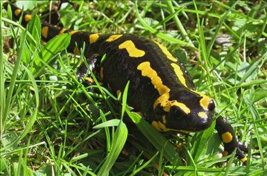 Eldsalamander (Salamandra salamandra) vuxen hona