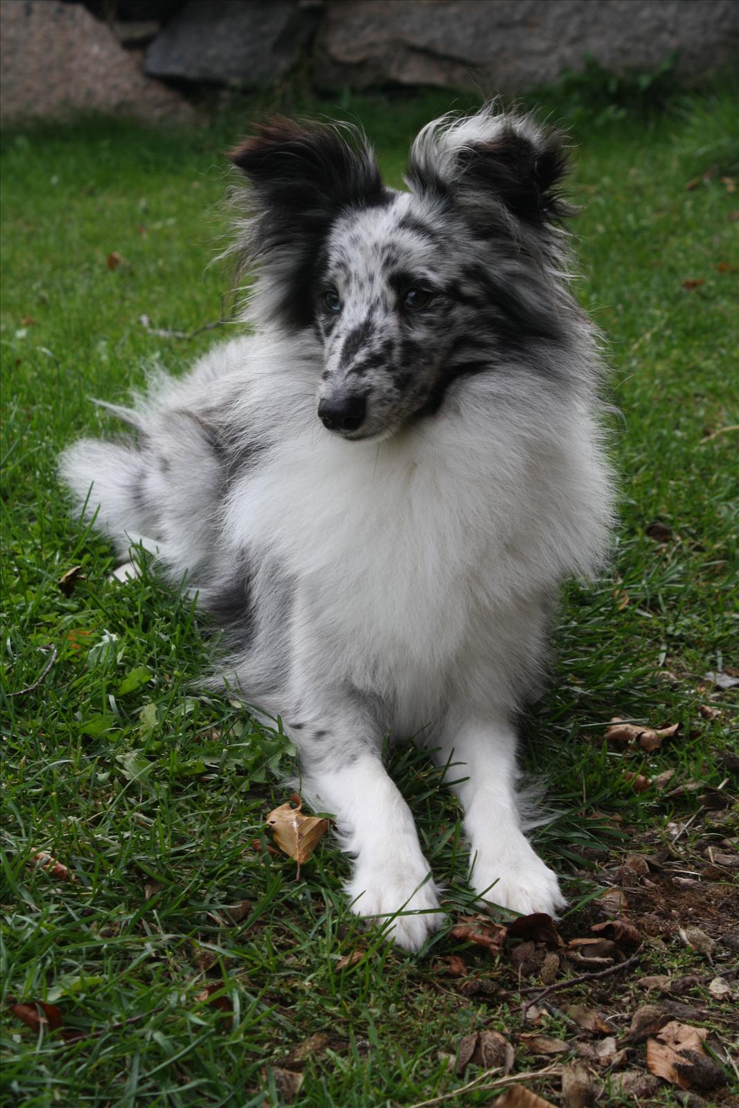 Månadens Hund - November