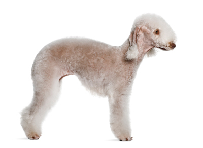 Bedlingtonterrier.jpg