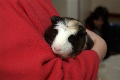 guineapig-squeaky-1946859-l.jpg