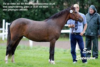 Stackarps Jubilee liten.JPG