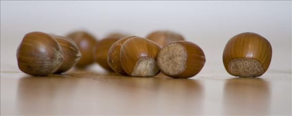 hazelnut.jpg