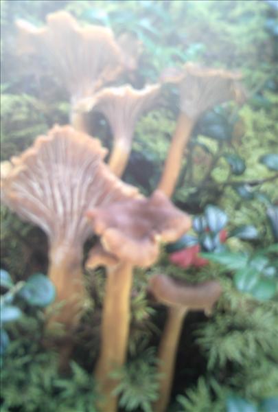 PICT0032.JPG