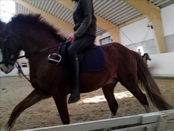 galopp