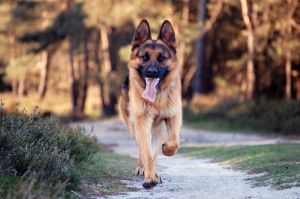 528369_german_shepherd.jpg