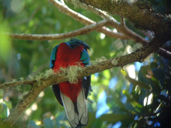 quetzal02.JPG