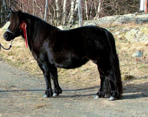 dalsgards_golden_girl_frillesas09.jpg