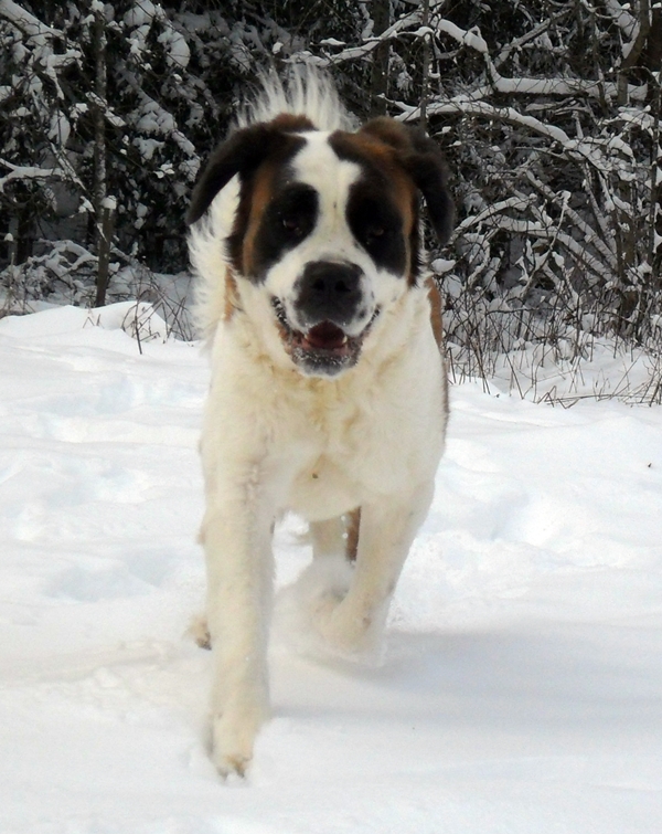Månadens Hund - December