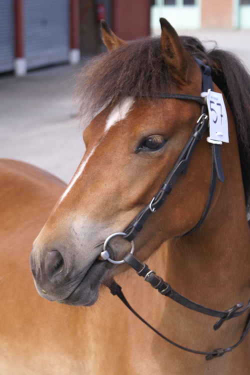 Romantika, Örebro 2009-08-02