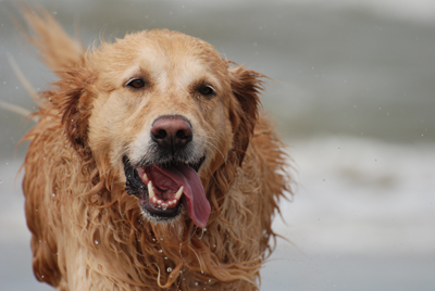 Golden retriever