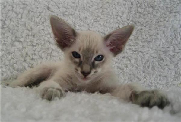 Leo baby 3..jpg