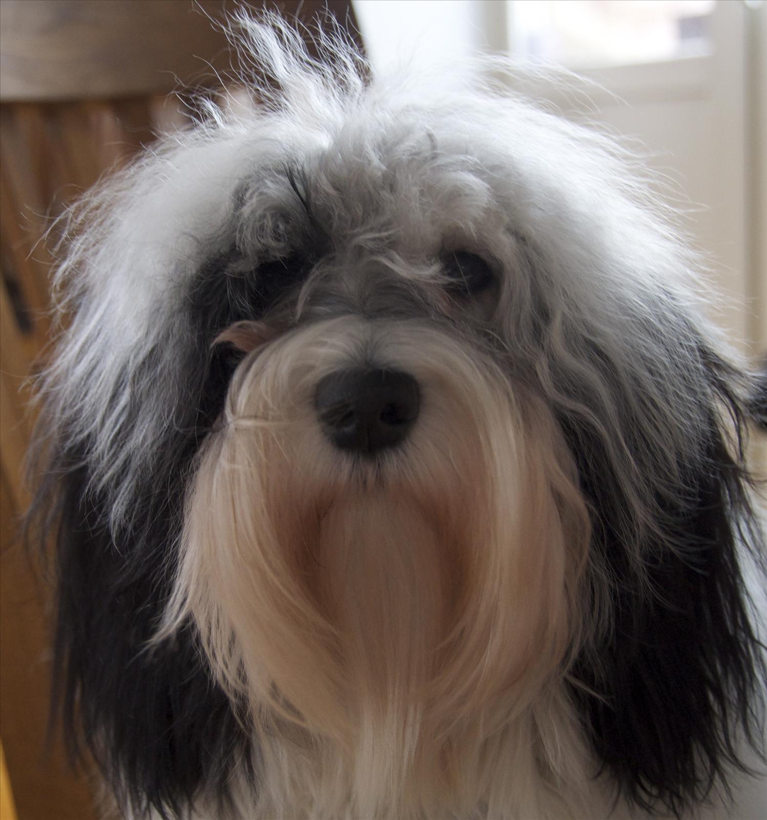 Månadens Bichon - Mars