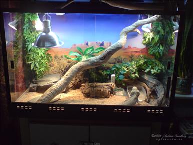 Ett terrarium för en skäggagam, terrariet har måtten 100x50x60, bottensubstrat krossat vetekli. Foto: Andréas Sandberg