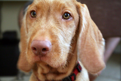 Ungersk vizsla, strävhårig