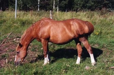 26-åriga Rödluvan RNF 10-S på Fredriksberg 2000.