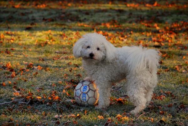 Månadens bichon oktober 2010 Emilio