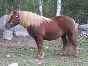 Cindy Karlstad09.jpg
