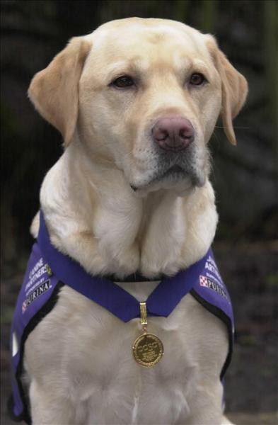 Labrador retriever