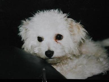 gizmo2.jpg