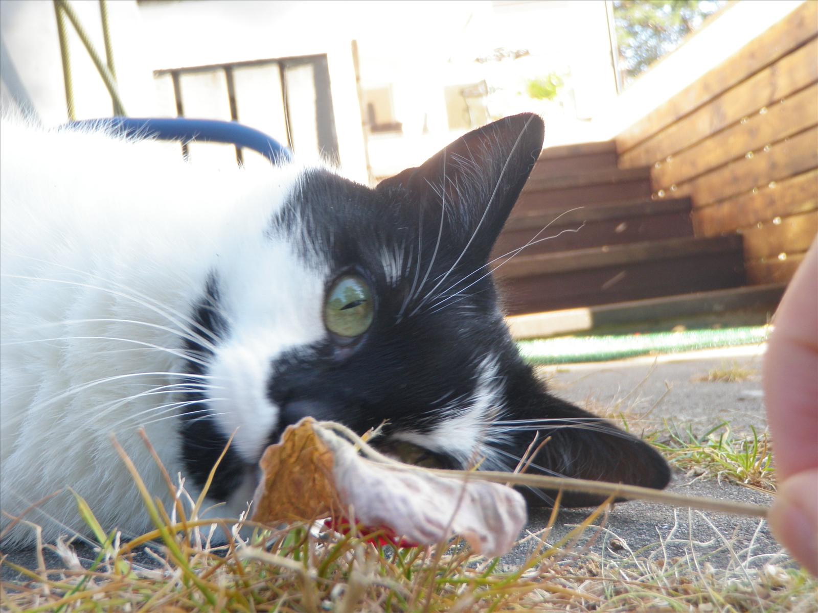 Fototävling - Äkta Kattglädje! 