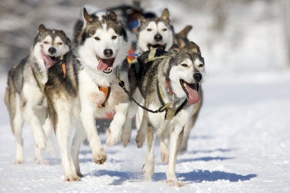 husky.jpg
