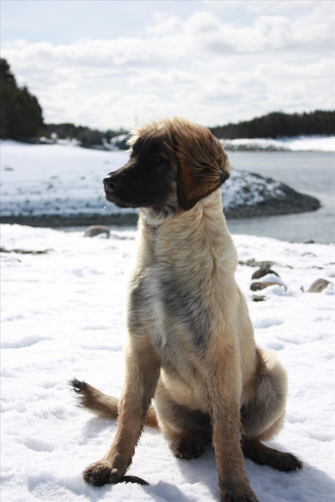 Månadens Hund - November