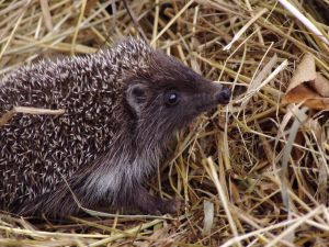 495723_hedgehog.jpg