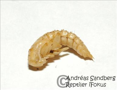 Zophobas (zophobas morio), fullt utvecklad puppa F