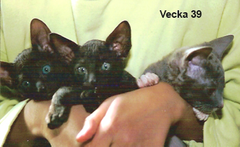 Vecka 39
