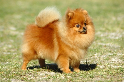 pom.jpg