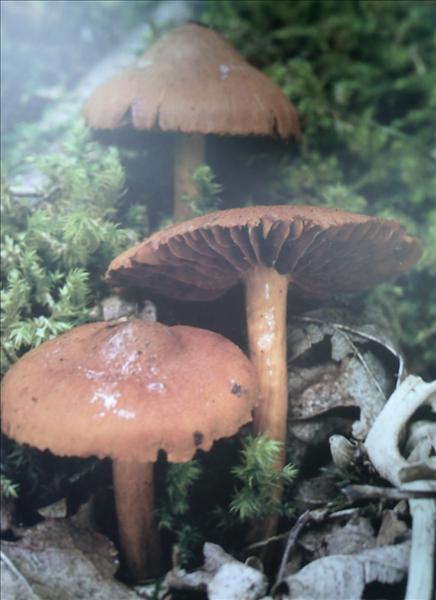 PICT0064.JPG