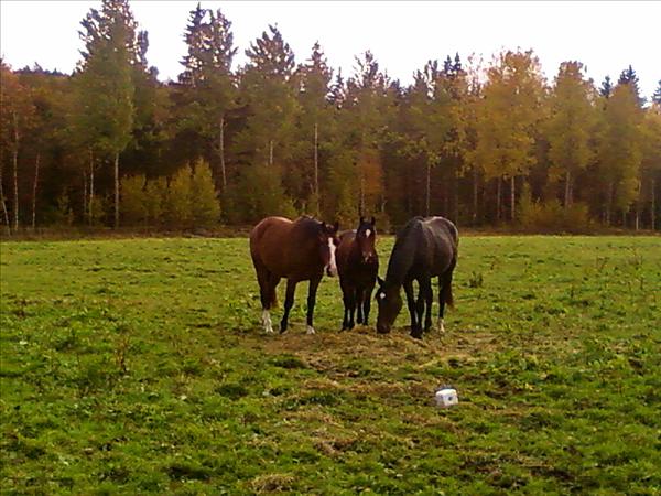 waterpricehöst09.jpg
