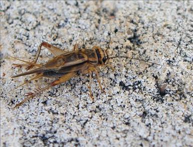 789px-Acheta-domestica-1.jpg