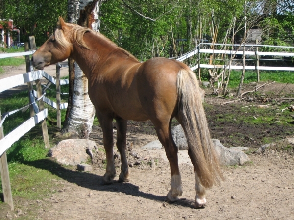 Klockas Zimon