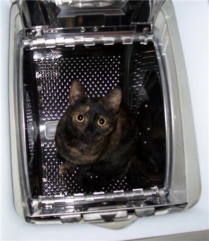 Fototävling - Äkta Kattglädje! 