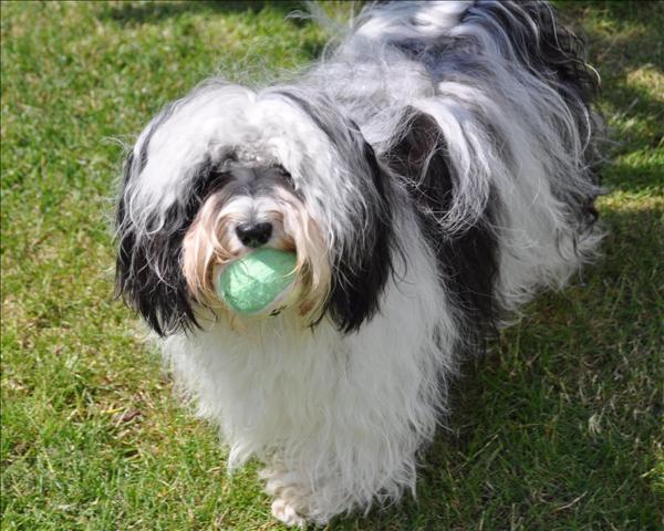 Månadens bichon juli