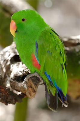 400px-Eclectus_Parrot_-_melbourne_zoo.jpg