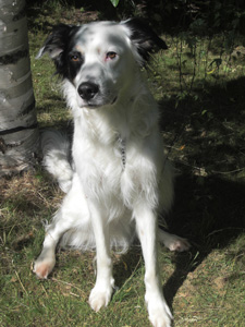 Sixten