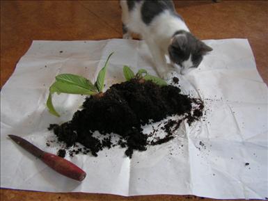 En Streptocarpus är delad med en liten hjälpreda. 
