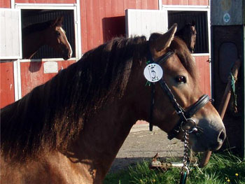 Foto & Copyright: Pia Ekstrand