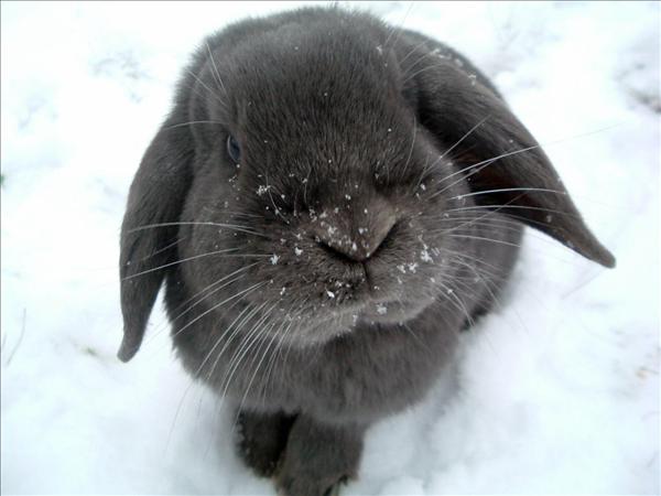 Zvinto i snön 025.jpg