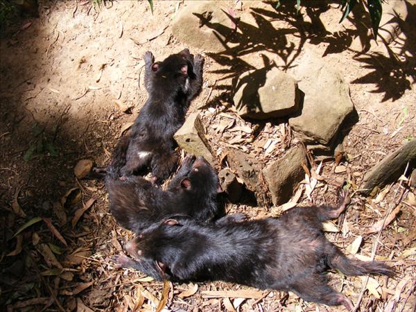 Young_tasmanian_devils.jpg