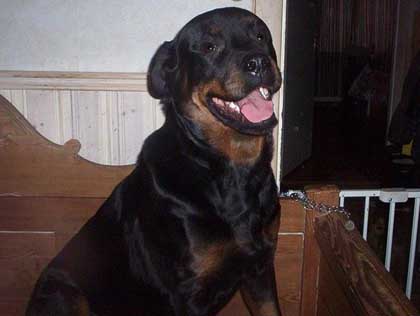 Foto: Rottweiler