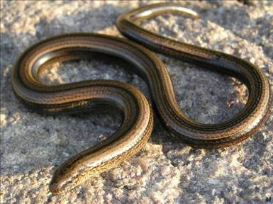 Kopparödla, (Anguis fragilis)